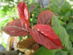 img_0226 img_0226